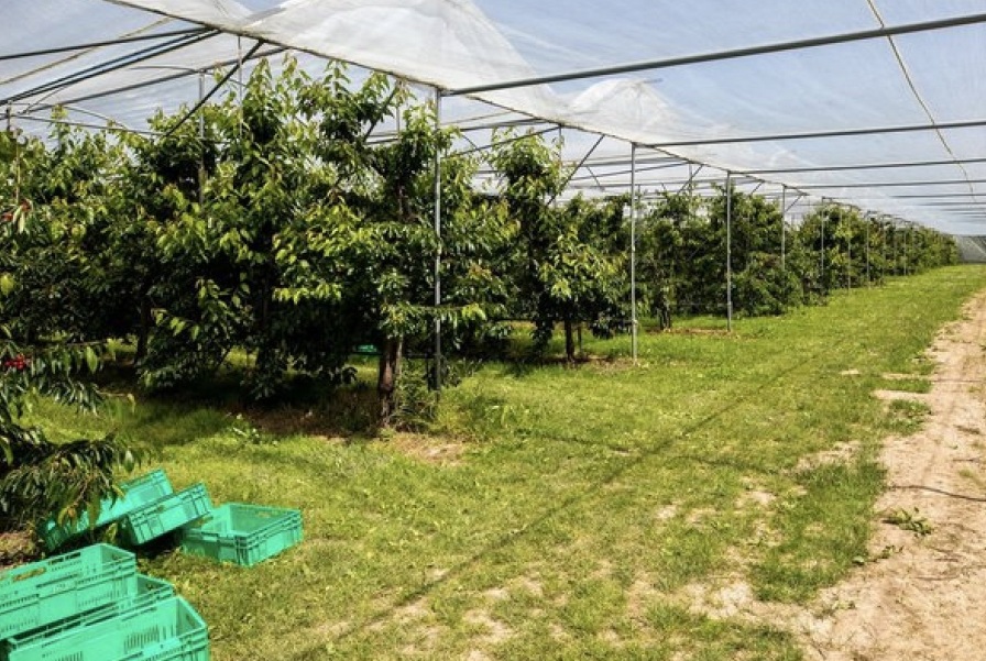 Rovero Fruit canopy