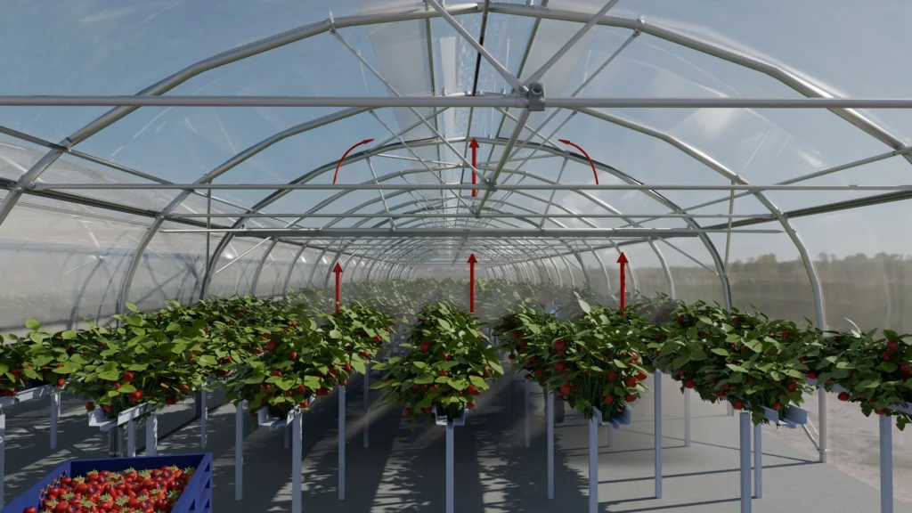 Rovero Vento bilde jordbær