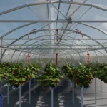 Rovero Vento bilde jordbær