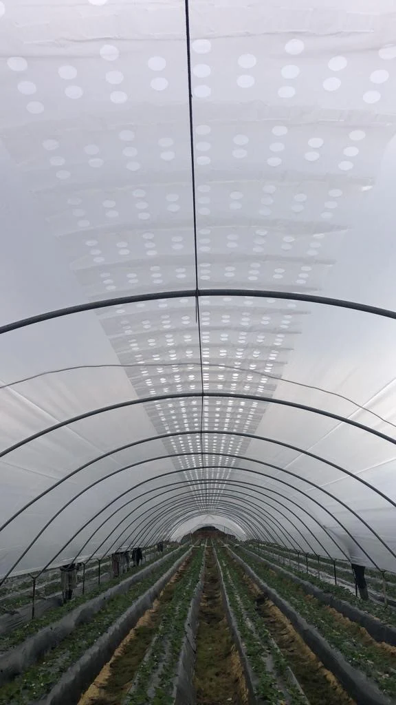 Rovero Vento film langt hus