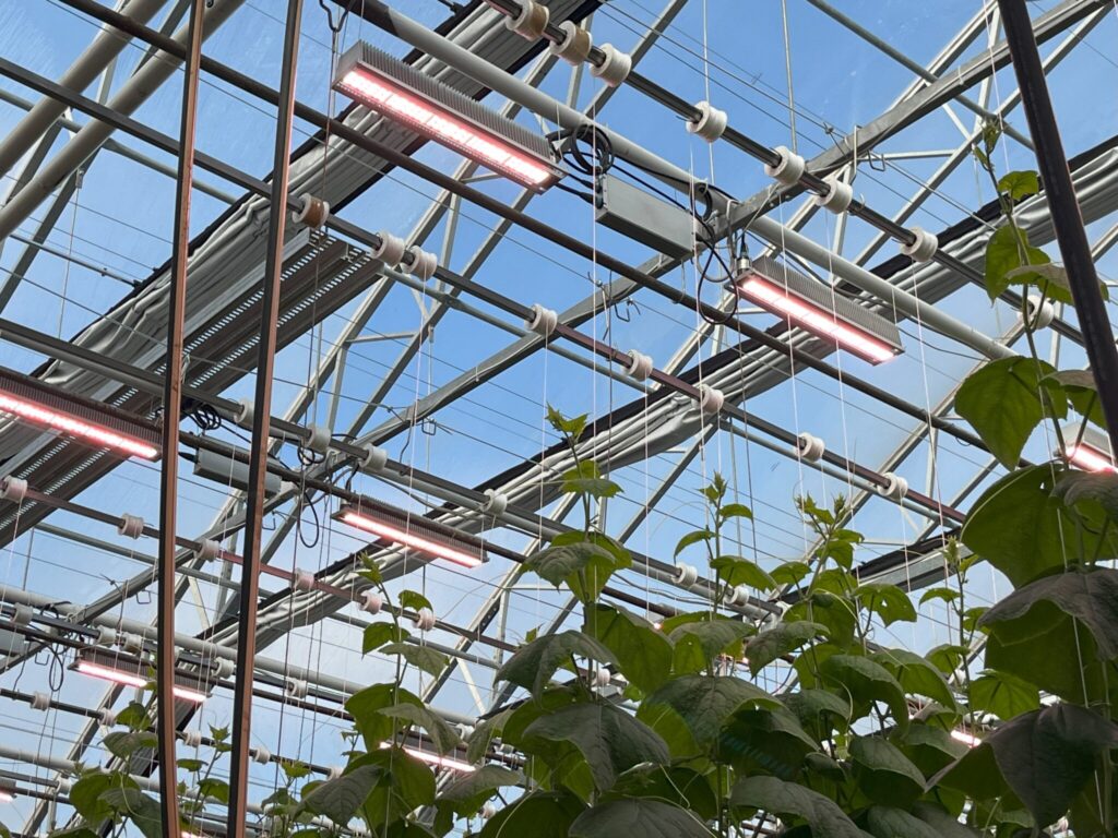 Wivid toplight i drivhus 2