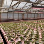 Wivid toplight i veksthus