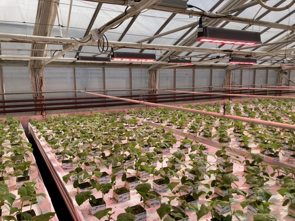 Wivid toplight i veksthus