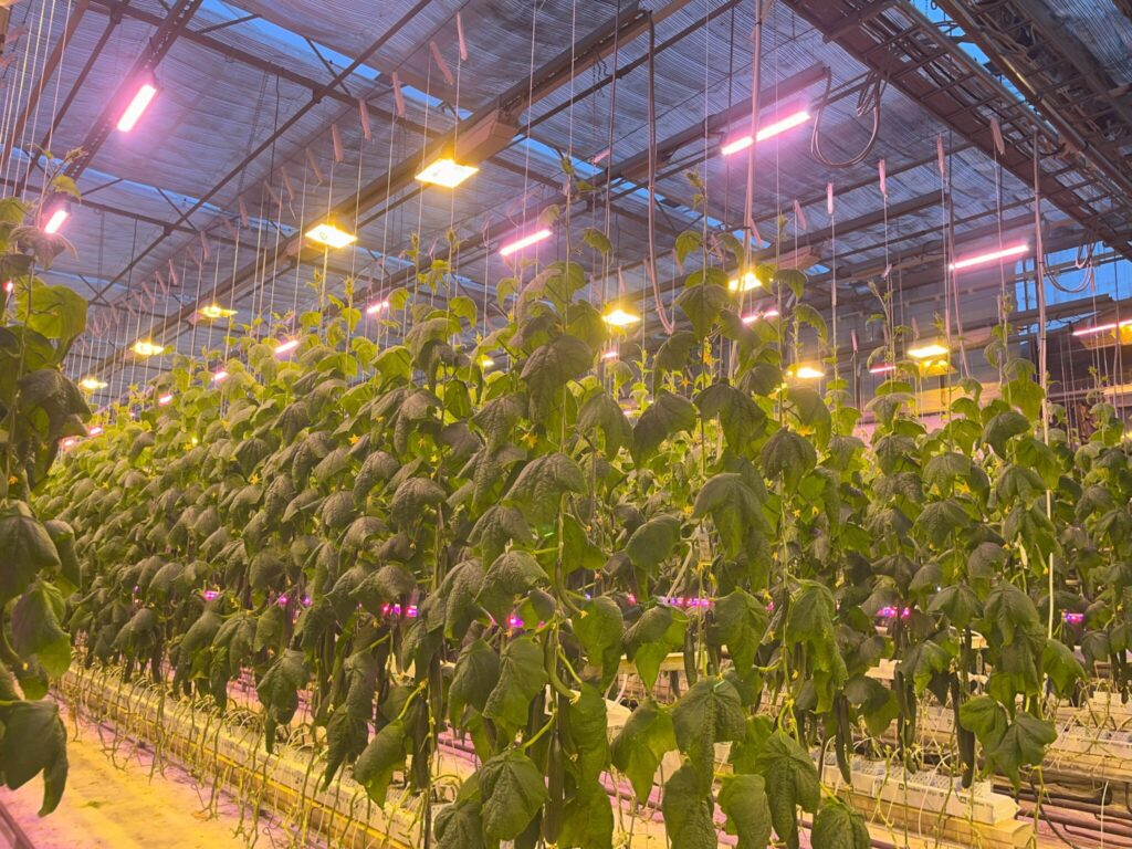 Wivid toplight med miks andra armatur