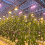 Wivid toplight med miks andra armatur